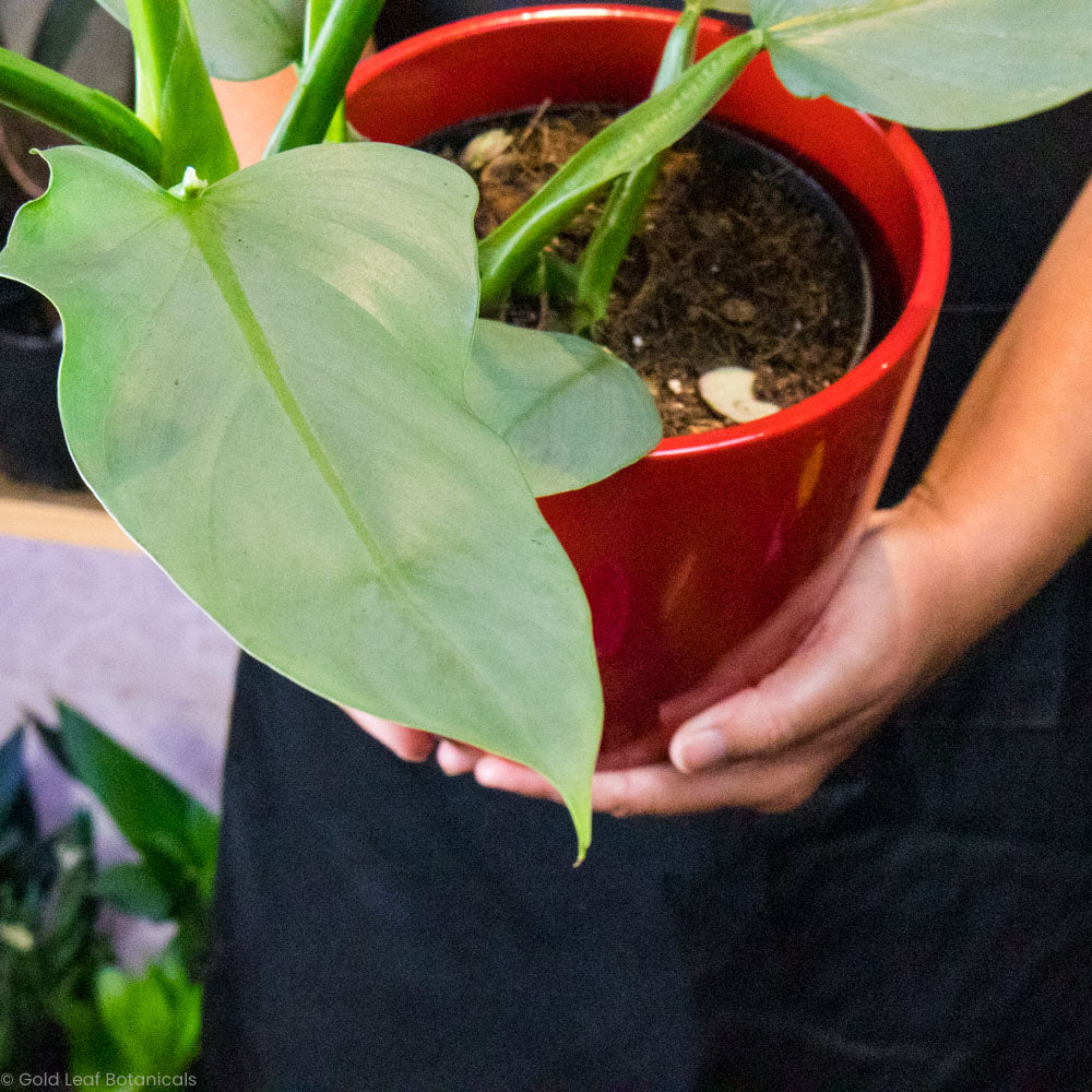 Silver Sword Philodendron Care Guide