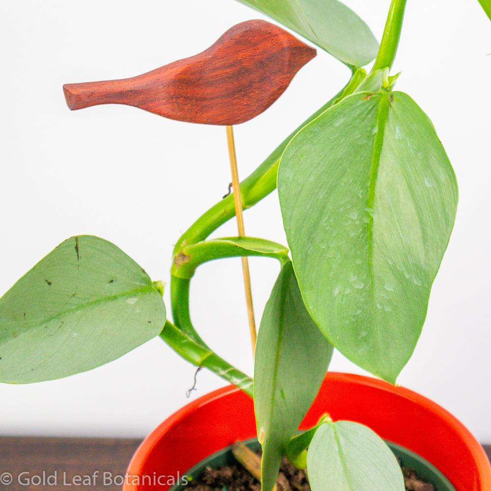 Silver Sword Philodendron - Gold Leaf Botanicals