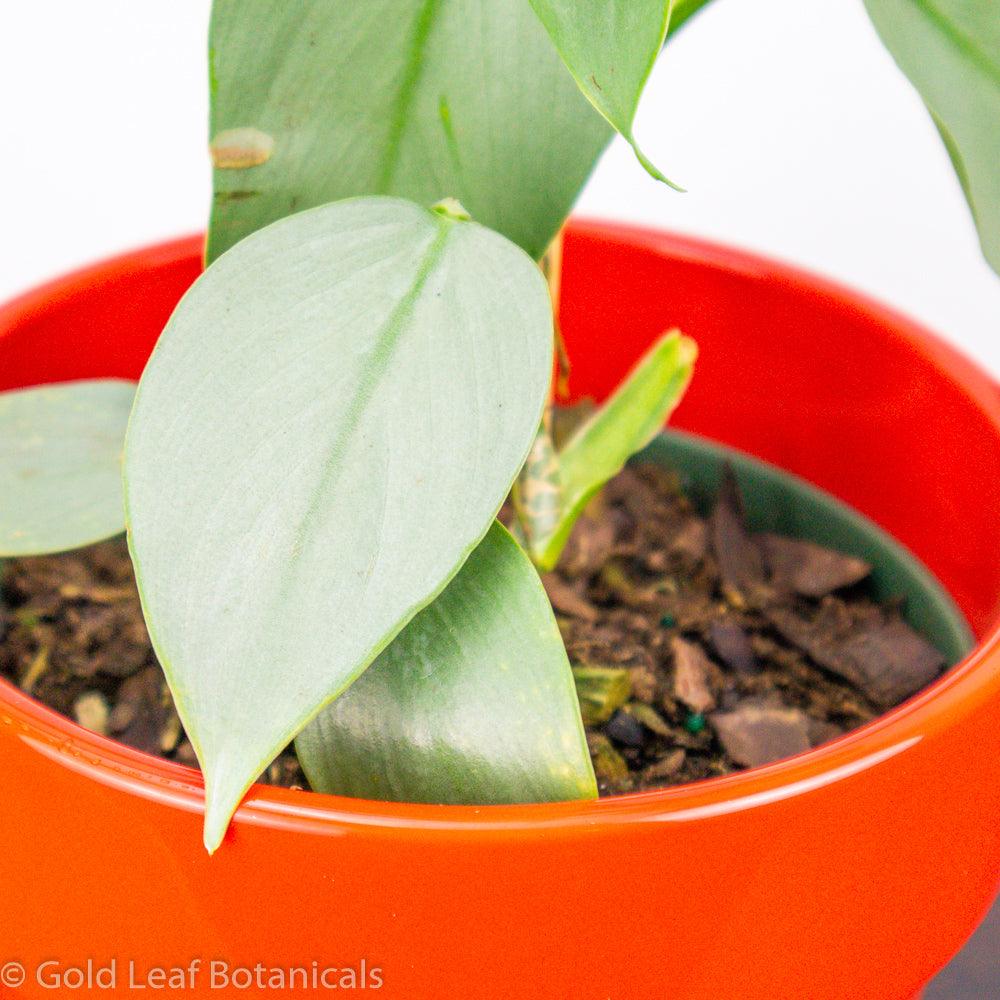 Silver Sword Philodendron - Gold Leaf Botanicals