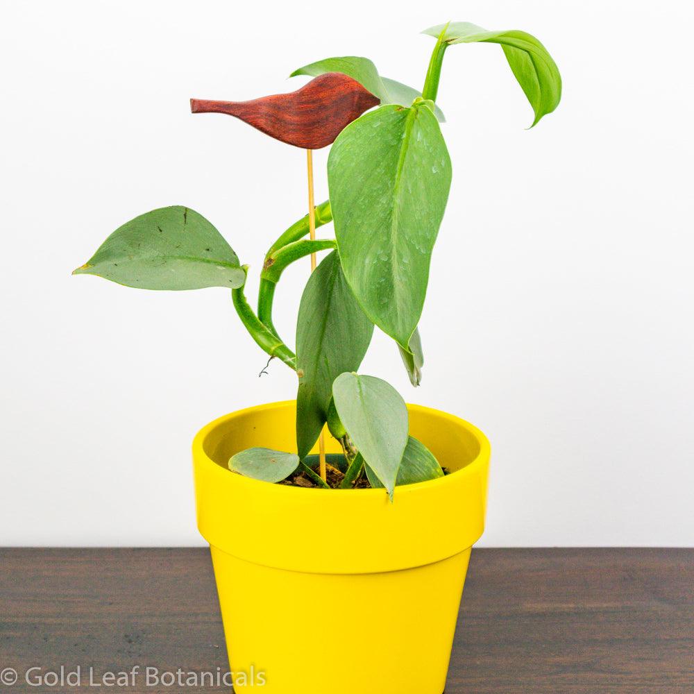 Silver Sword Philodendron - Gold Leaf Botanicals