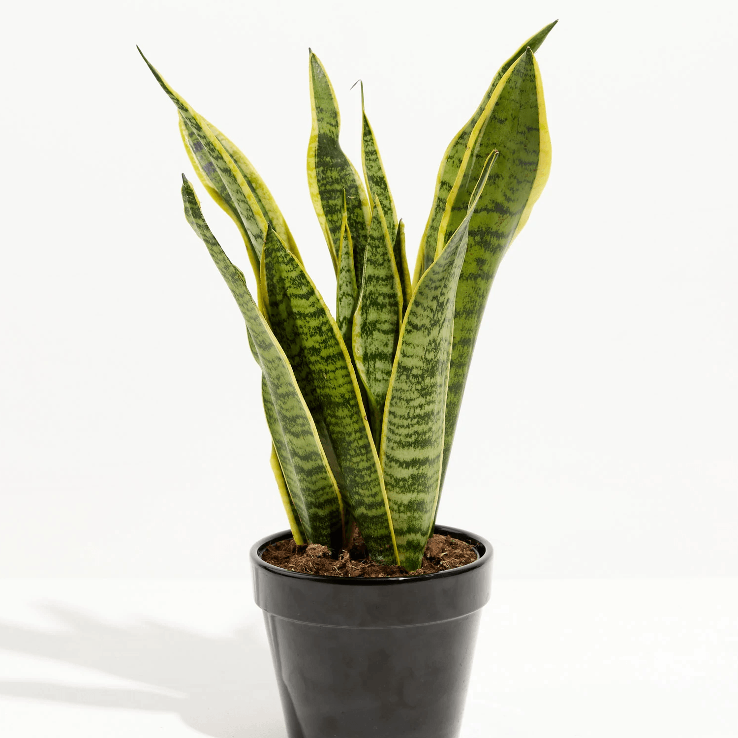 sansevieria humidity Sansevieria Laurentii Care