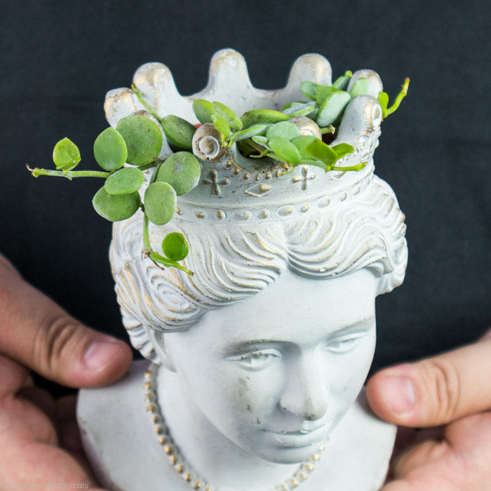 nickel plant succulent String of Nickel Care