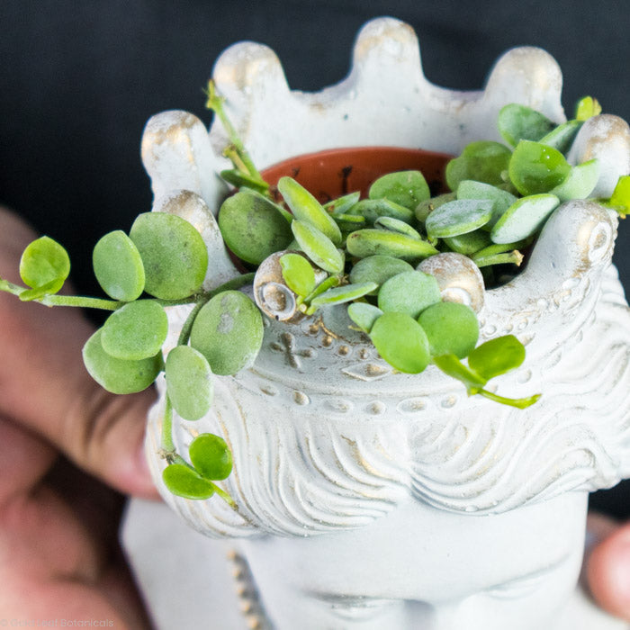 String of Nickel in a pot