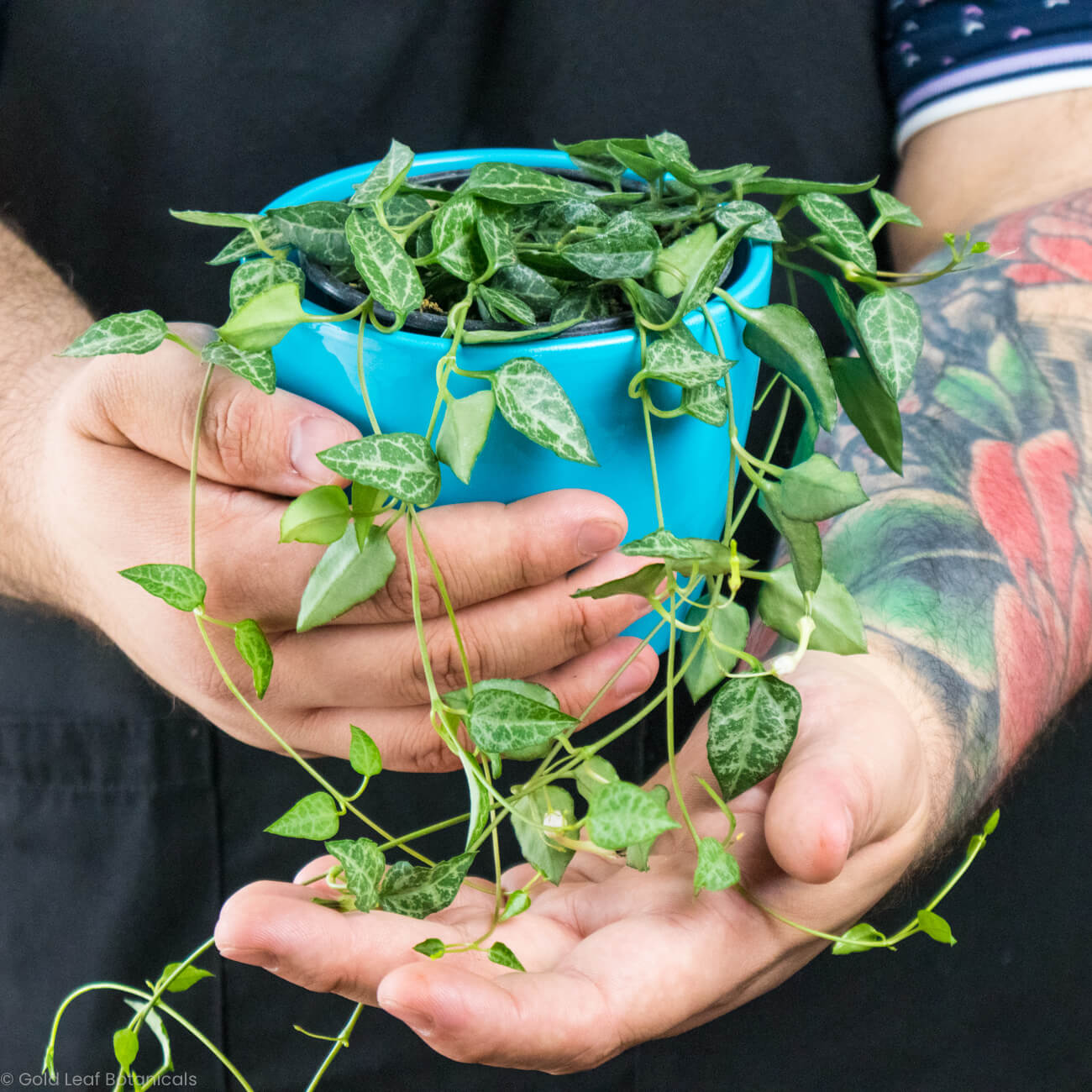 Arrows String of spades plant