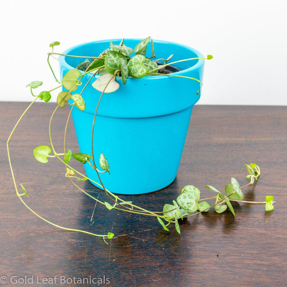 String of Hearts Propagation
