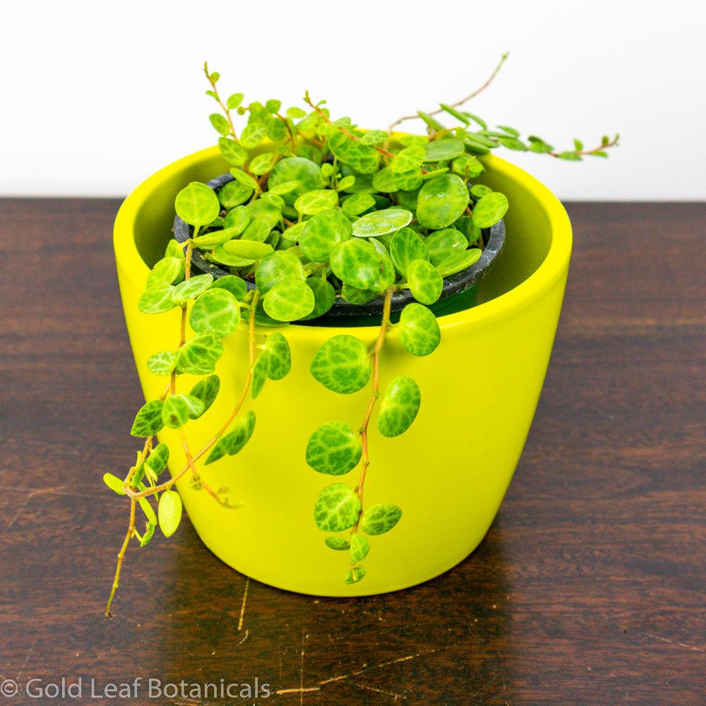 String of Turtles Humidity Requirements