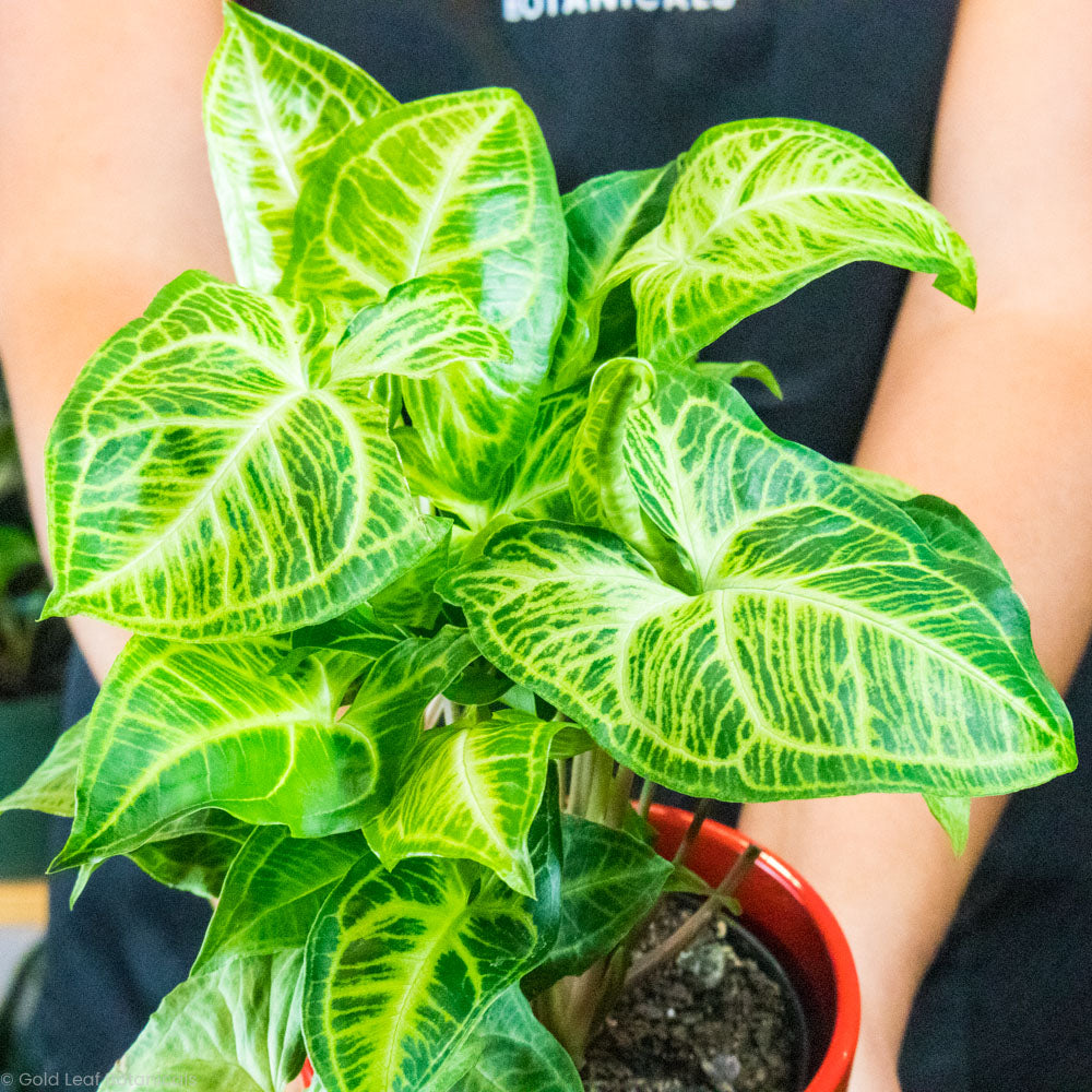 Buy a Syngonium Batik