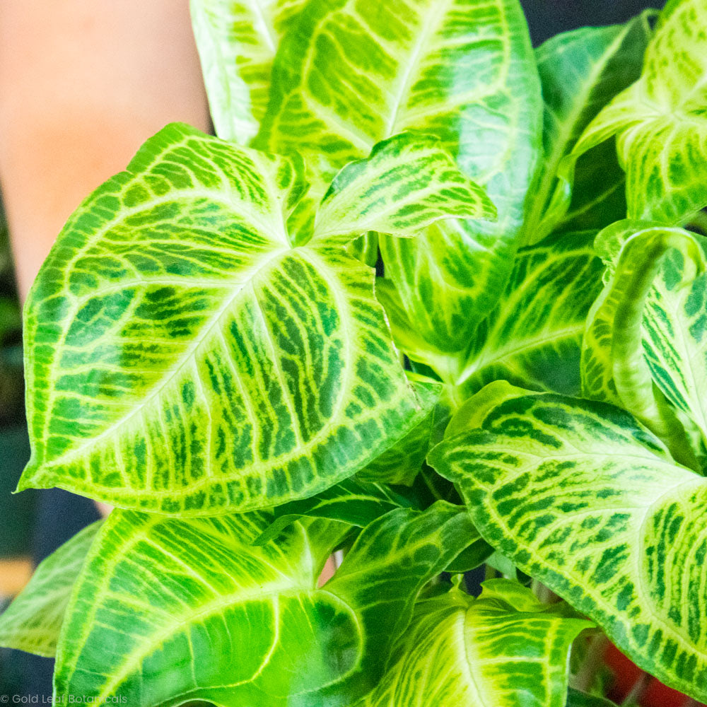 Syngonium Batik Plant Care