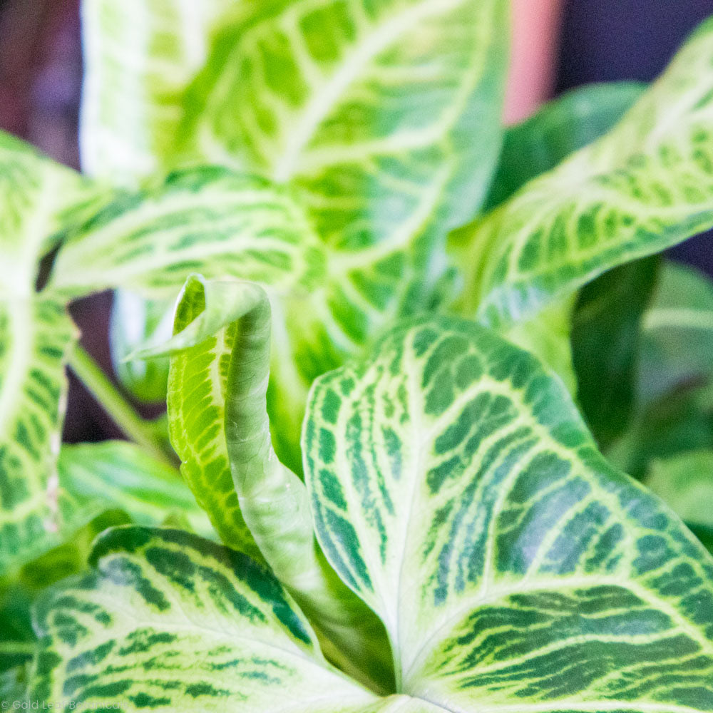 Syngonium Batik Care Guide