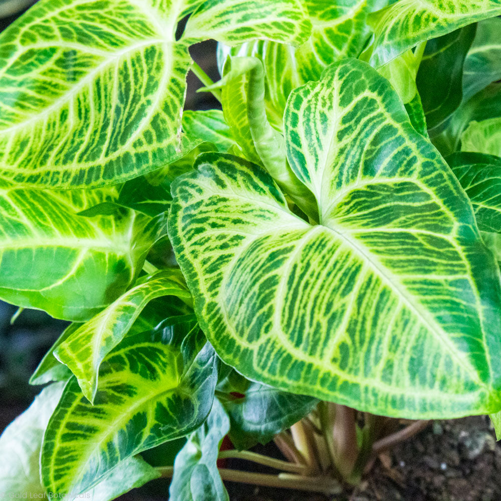 Syngonium Batik Light Needs