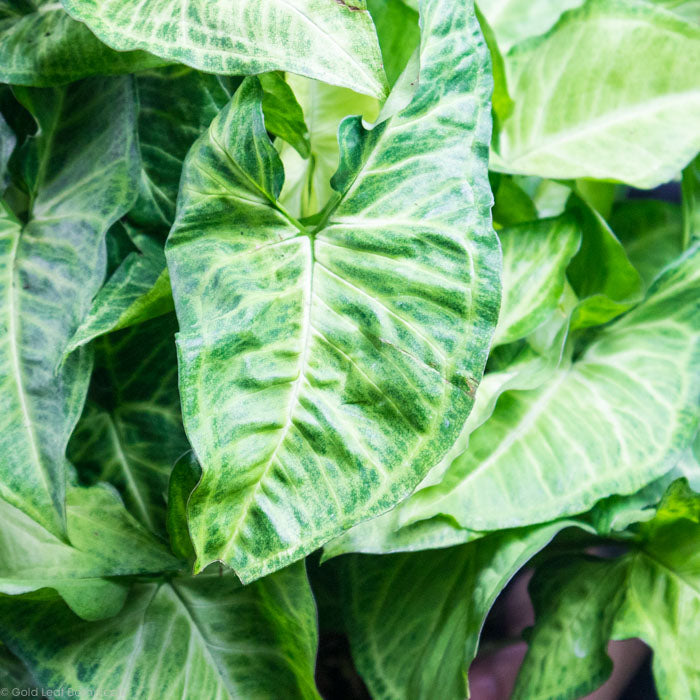 Syngonium Batik