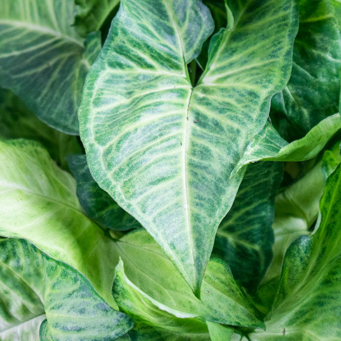 Syngonium Batik