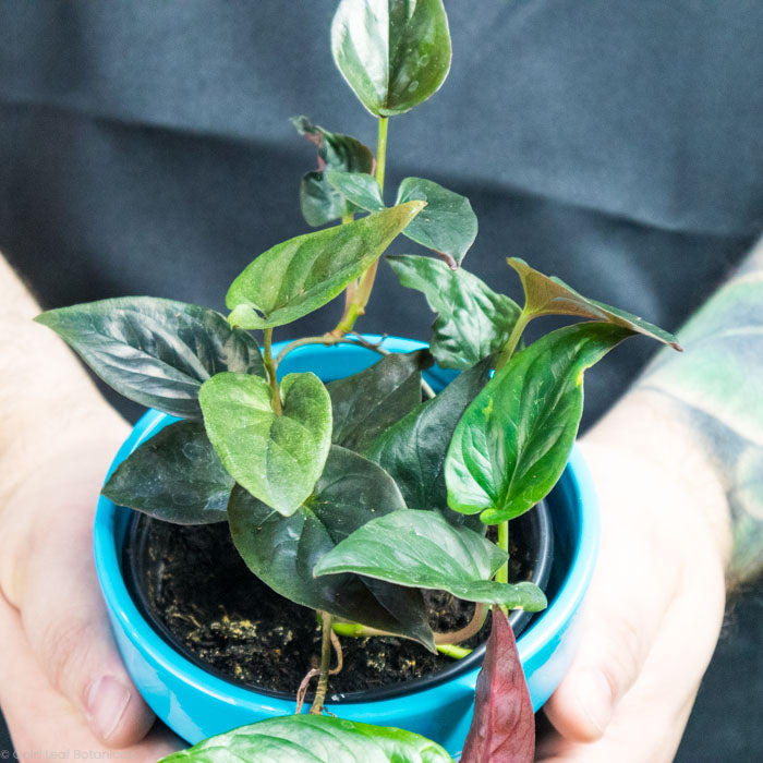 Syngonium Erythrophyllum
