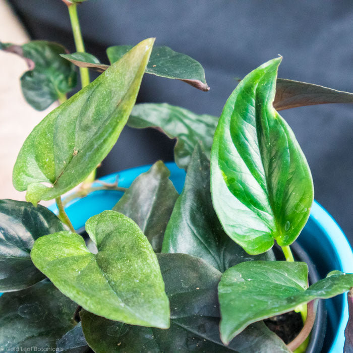 Syngonium Erythrophyllum