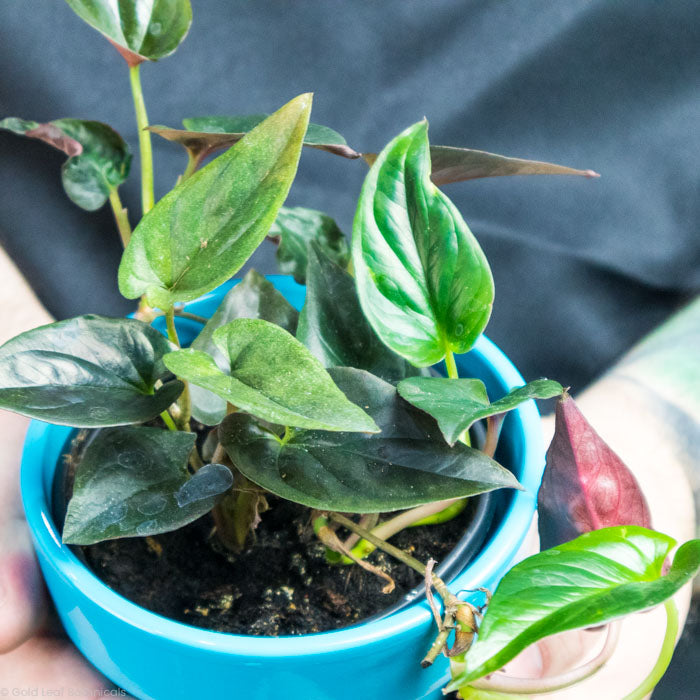 Syngonium Erythrophyllum