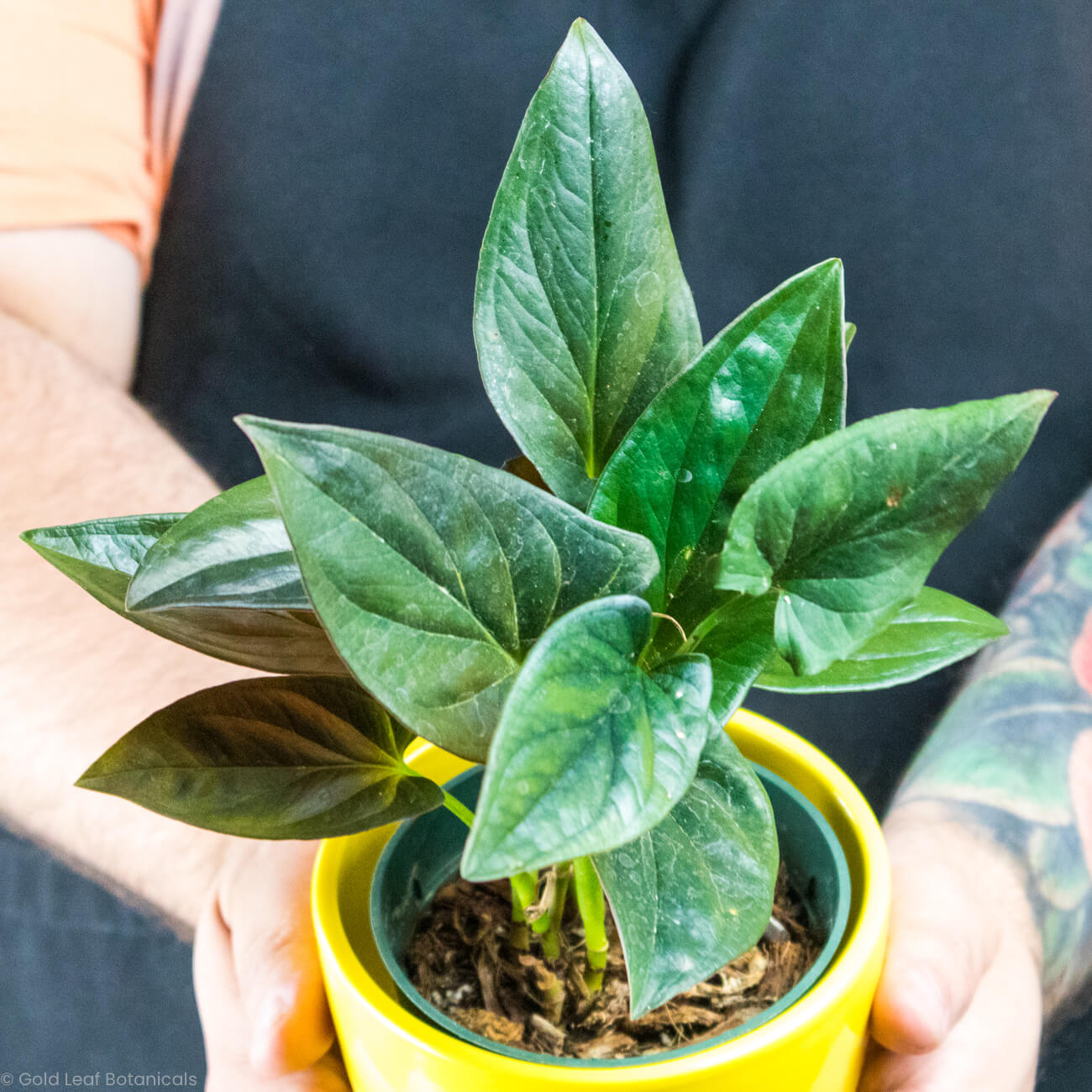 Syngonium Erythrophyllum
