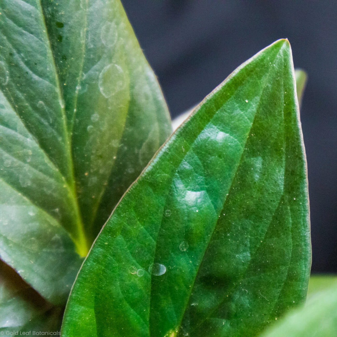 Syngonium Erythrophyllum