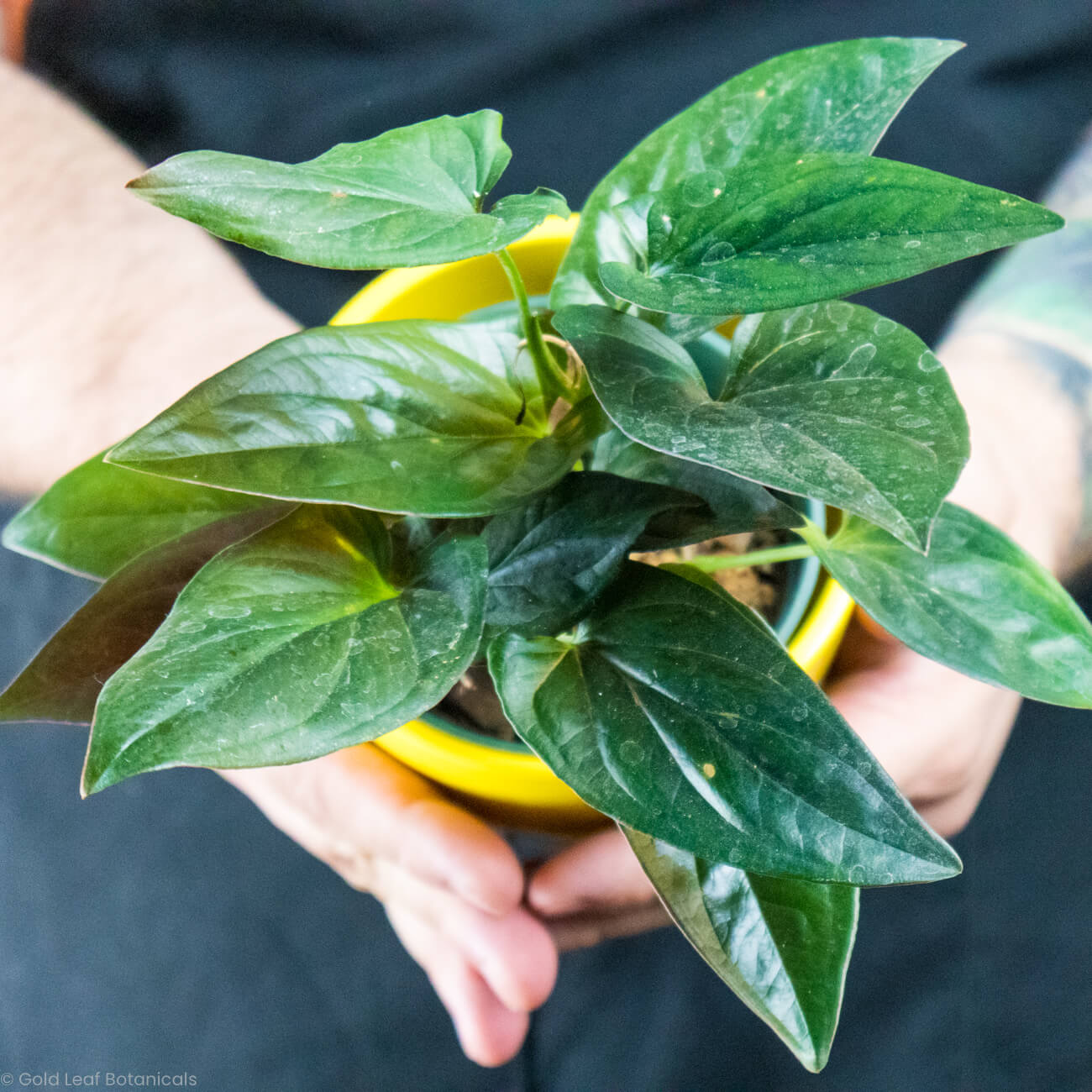 Syngonium Erythrophyllum