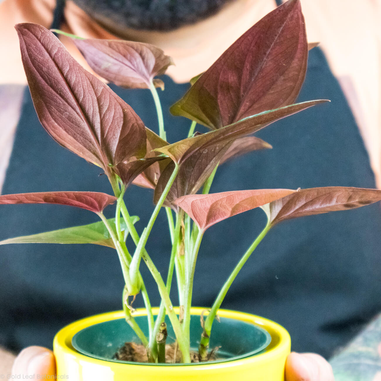 Syngonium Erythrophyllum