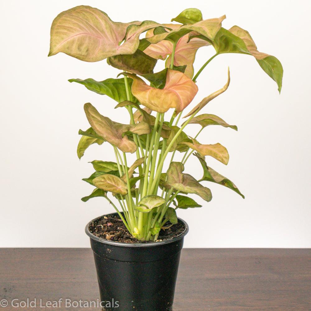 Syngonium Neon Robusta Care