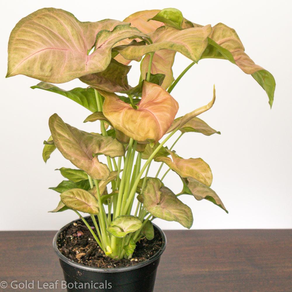 Buy Syngonium Neon Robusta