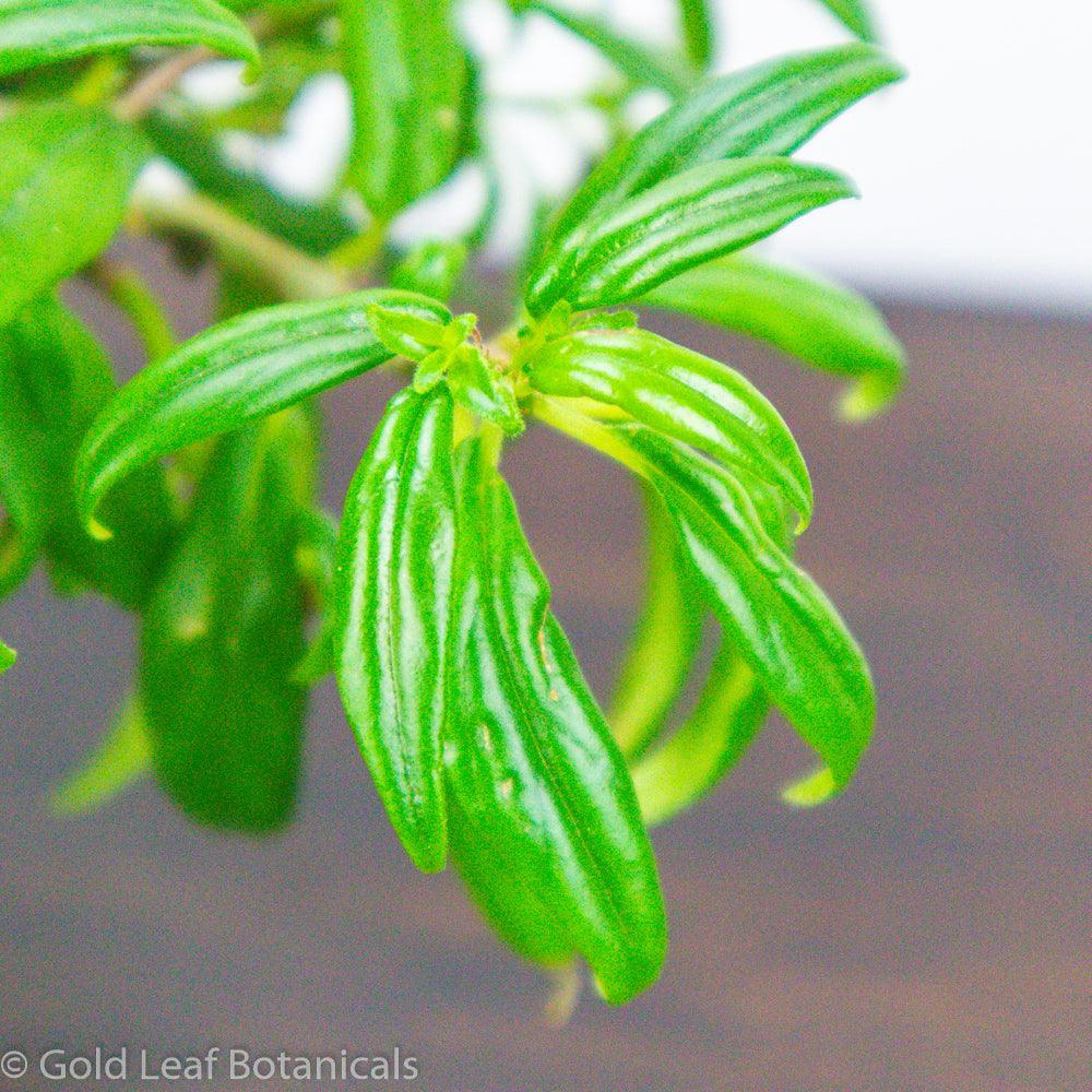 Tangerine Lipstick - Gold Leaf Botanicals
