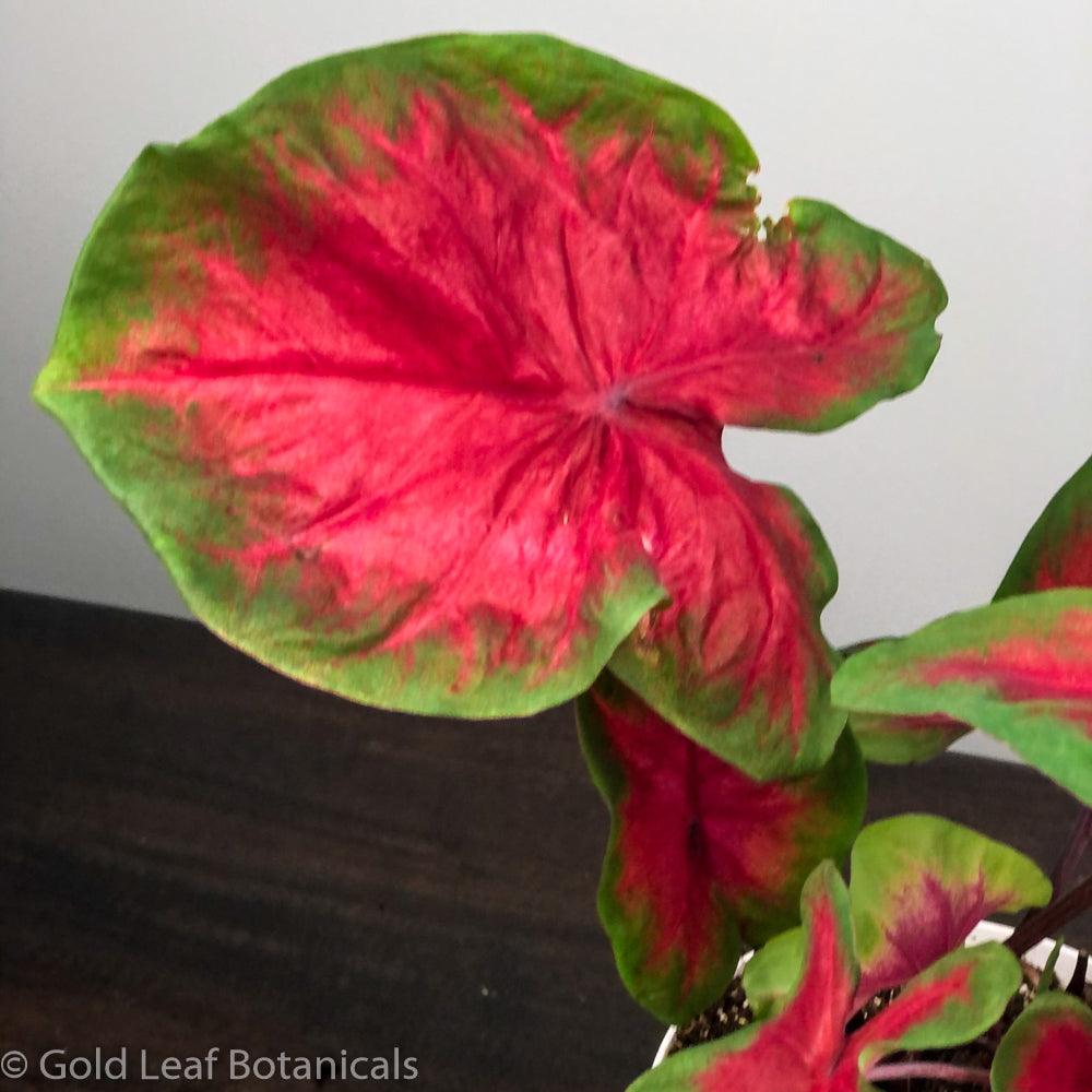 Freida Hemple Caladium - Gold Leaf Botanicals
