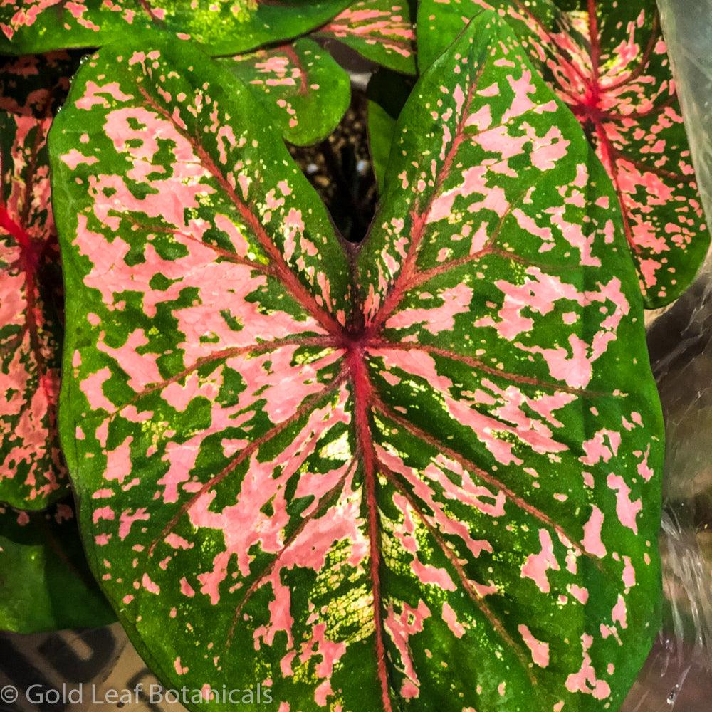 Pink Beauty Caladium - Gold Leaf Botanicals