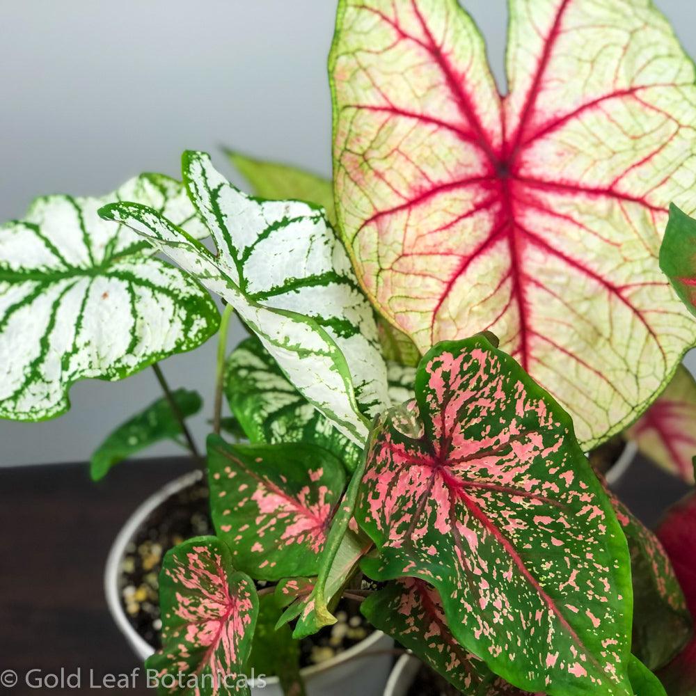 Caladiums: Set of 4 - Only 10 Sets Available! - Gold Leaf Botanicals
