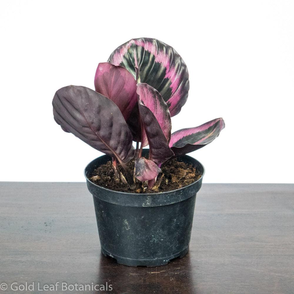 Calathea Roseopicta Care