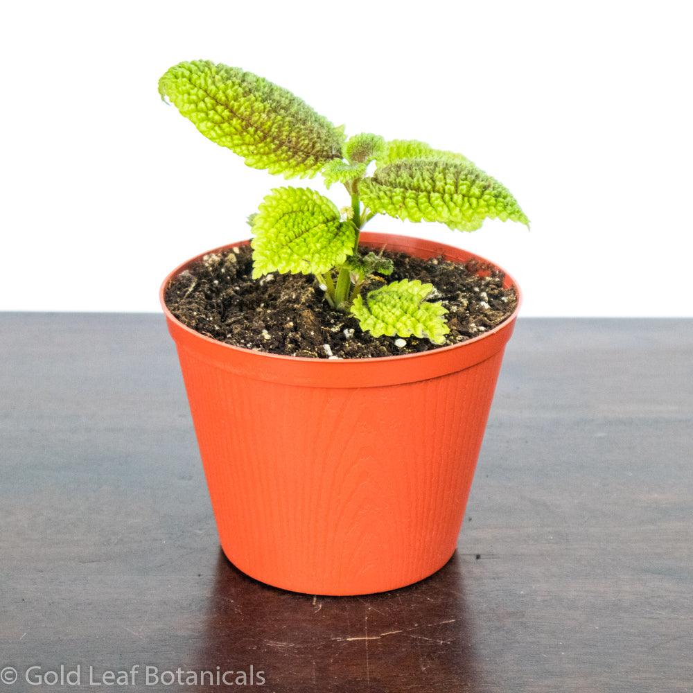 moon valley house plant Pilea Moon Valley Care
