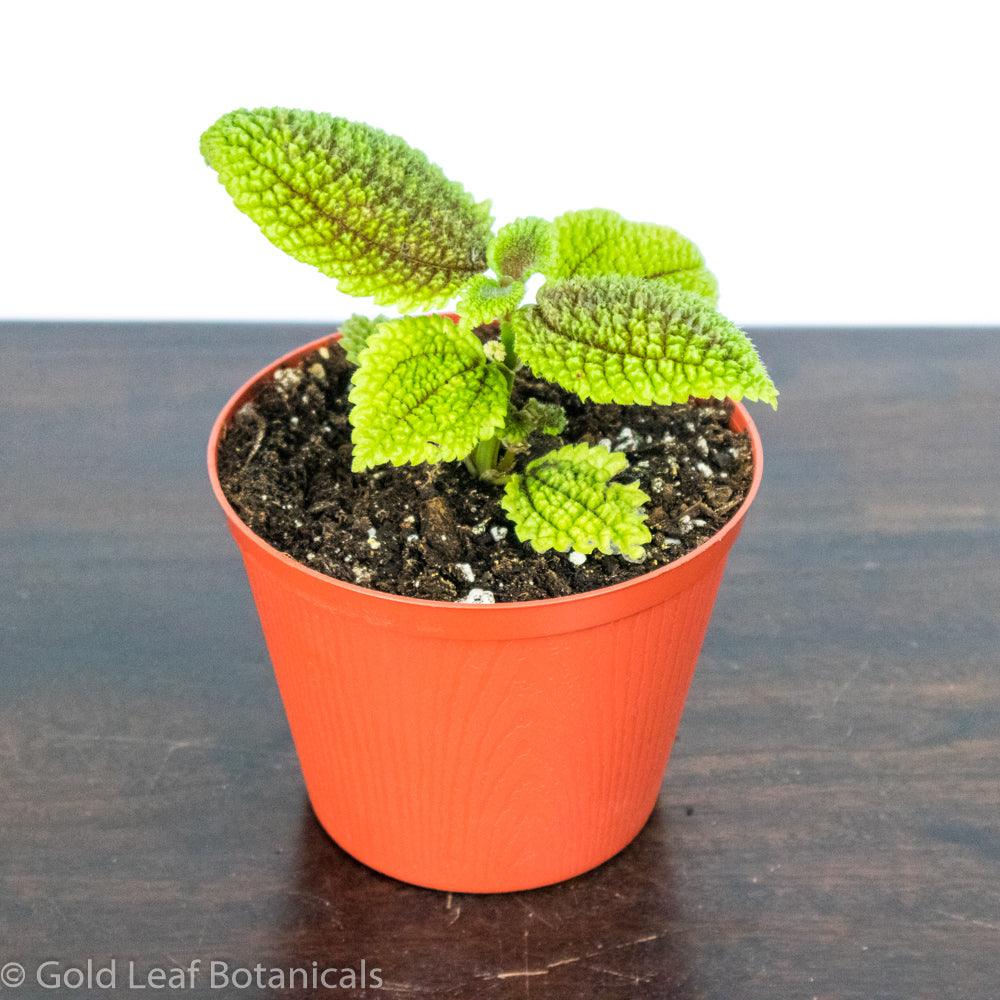 Pilea Moon Valley - Gold Leaf Botanicals