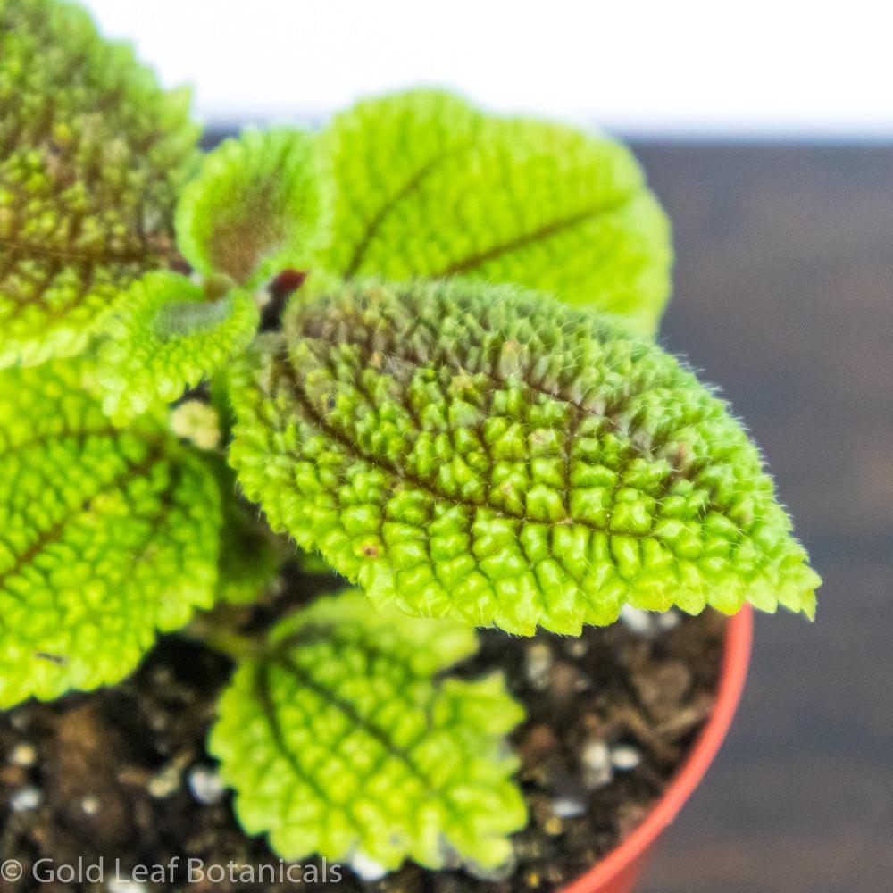 Pilea Moon Valley - Gold Leaf Botanicals