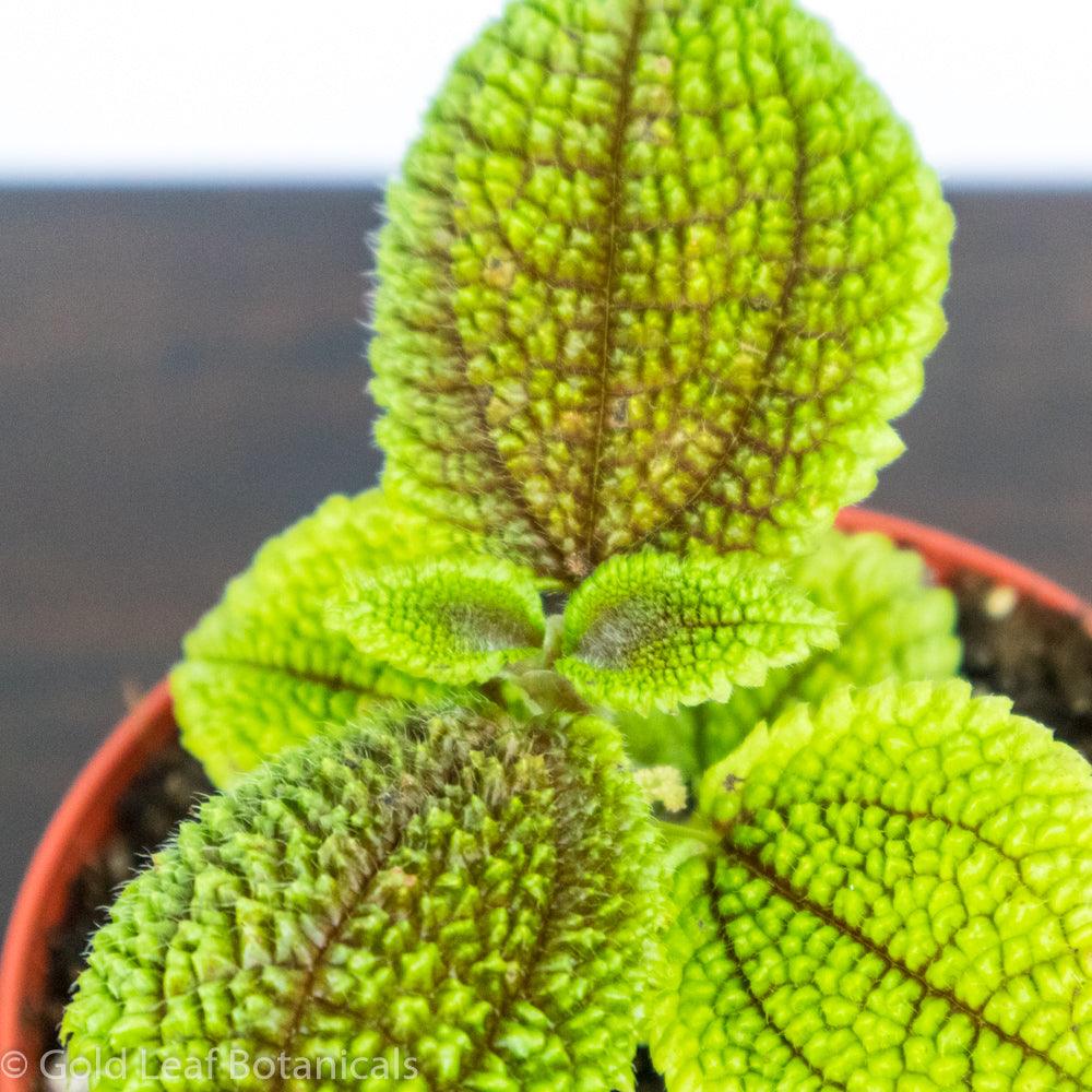 Pilea Moon Valley - Gold Leaf Botanicals