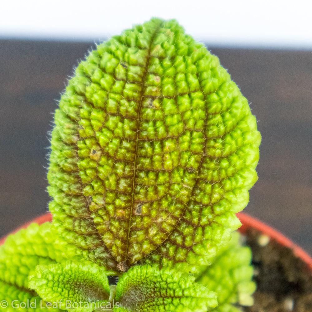 Pilea Moon Valley - Gold Leaf Botanicals