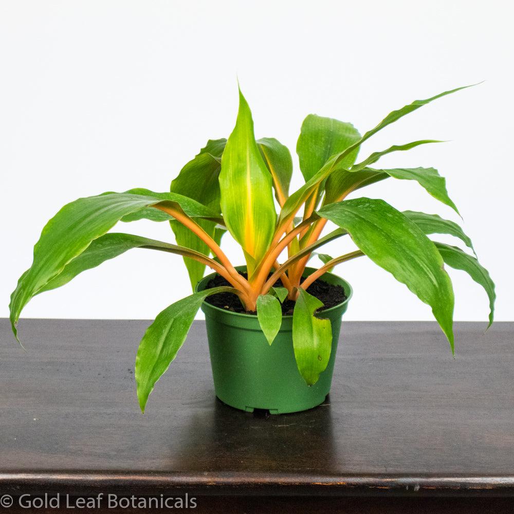 chlorophytum mandarin Mandarin Spider Care