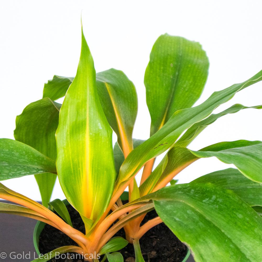 Mandarin Spider - Gold Leaf Botanicals