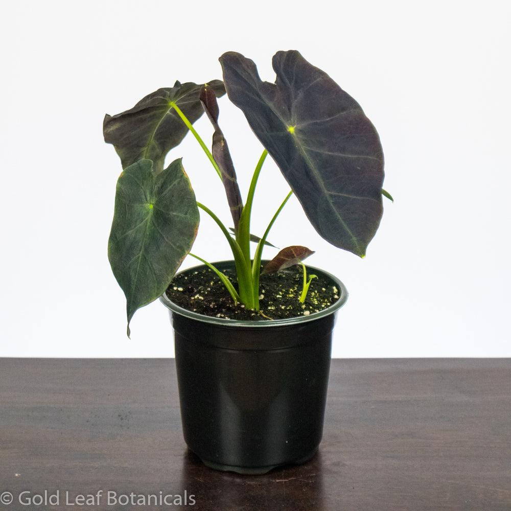 Colocasia Black Magic - Gold Leaf Botanicals