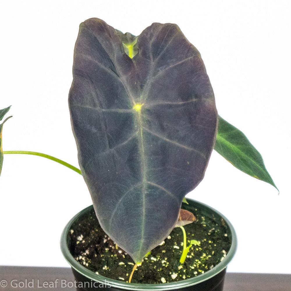 Colocasia Black Magic - Gold Leaf Botanicals