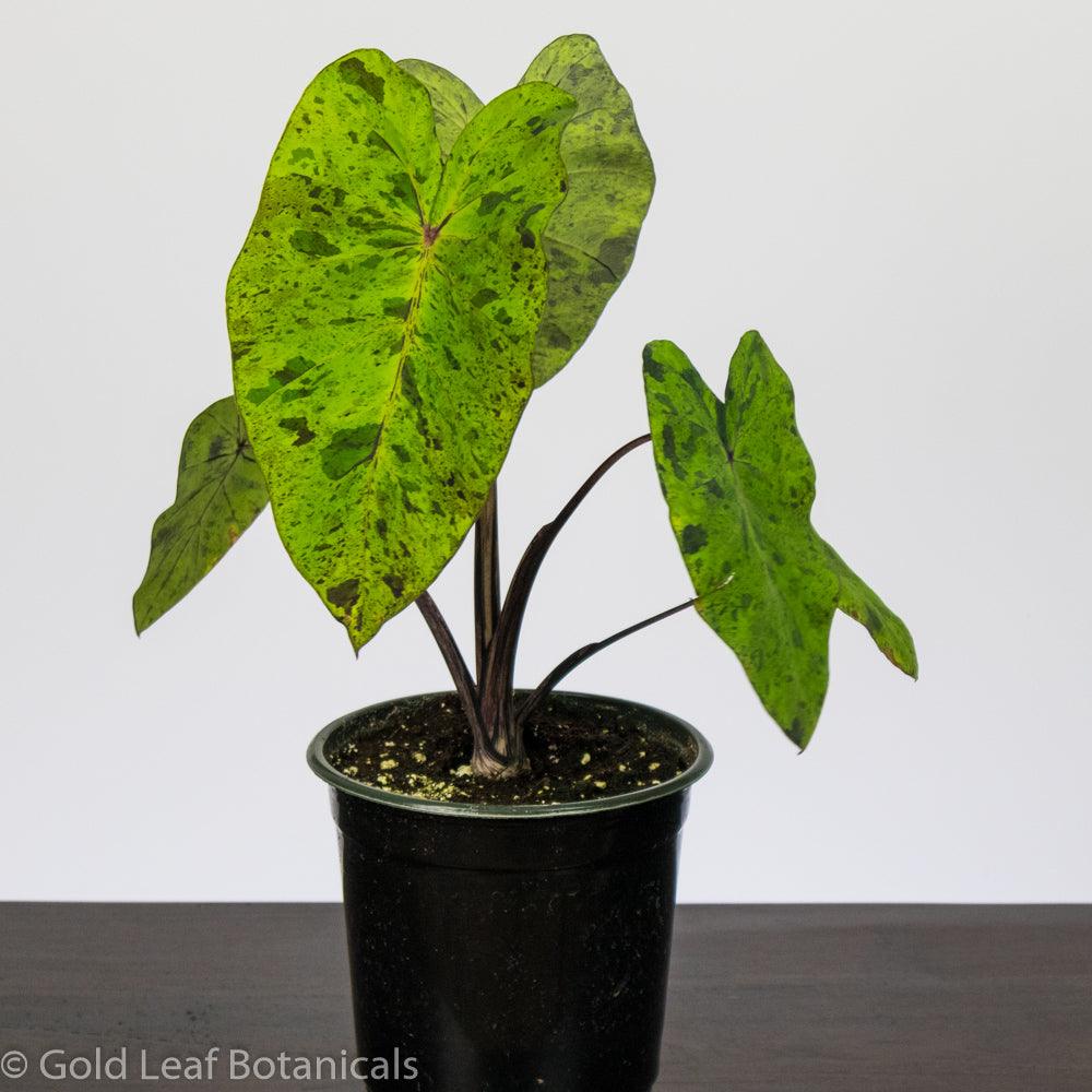 mojito elephant ear plant care Colocasia Mojito Care