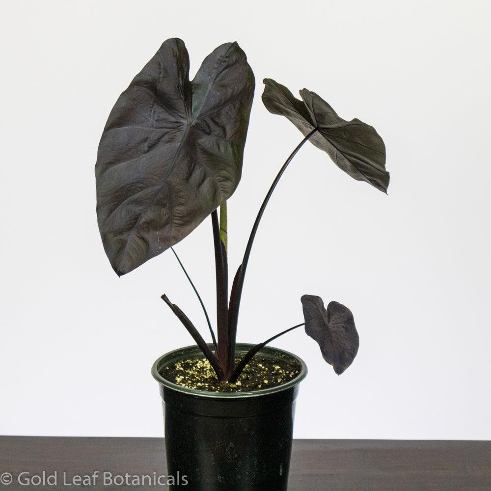 elephant ear plant black beauty Colocasia Black Beauty Care