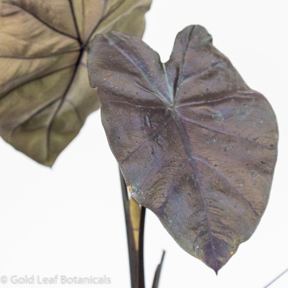 Colocasia Black Beauty - Gold Leaf Botanicals