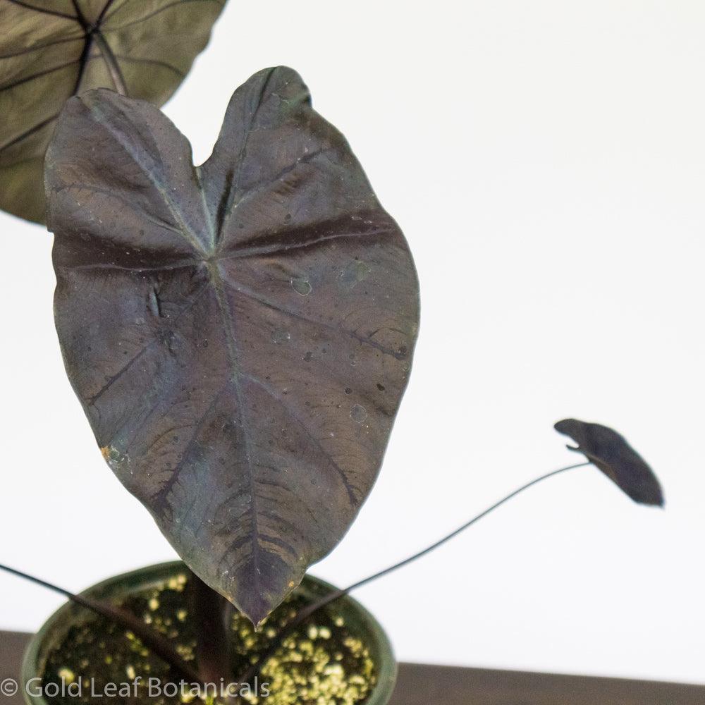 Colocasia Black Beauty - Gold Leaf Botanicals