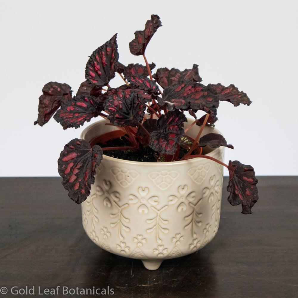 Begonia Rex Rumba - Gold Leaf Botanicals