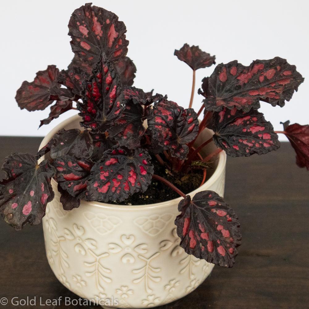 Begonia Rex Rumba - Gold Leaf Botanicals