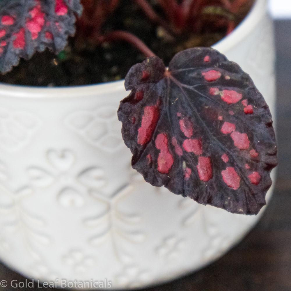 Begonia Rex Rumba - Gold Leaf Botanicals