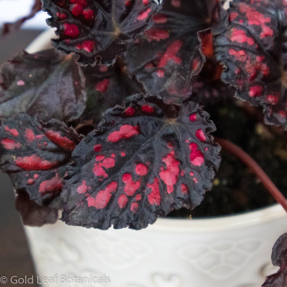 Begonia Rex Rumba - Gold Leaf Botanicals