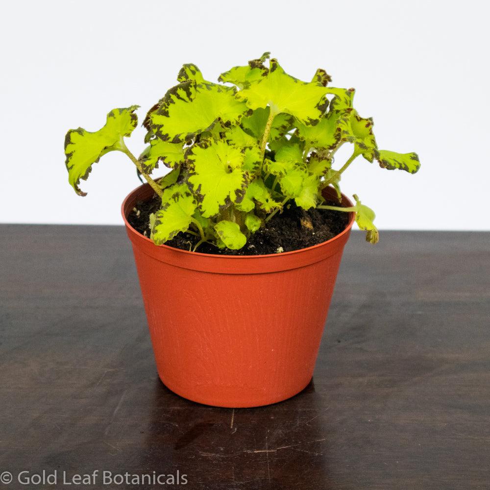 Begonia Rex River Nile - Gold Leaf Botanicals