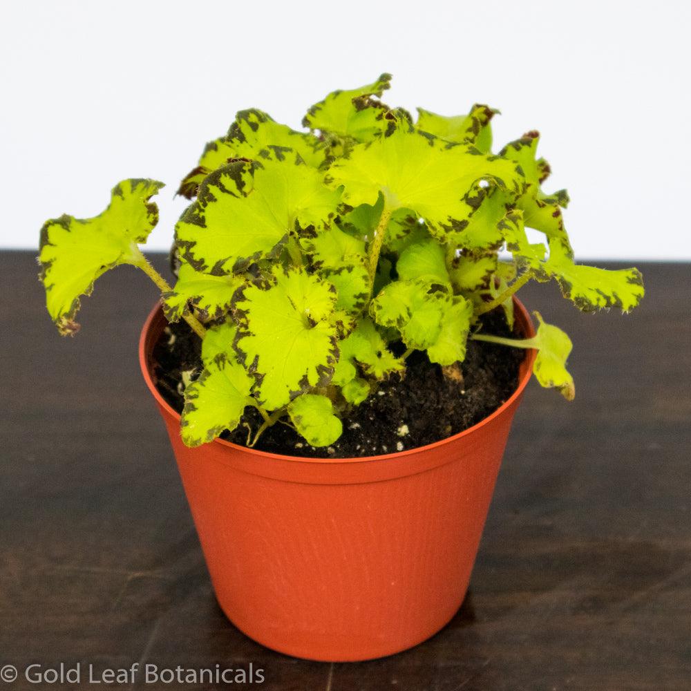 Begonia Rex River Nile - Gold Leaf Botanicals