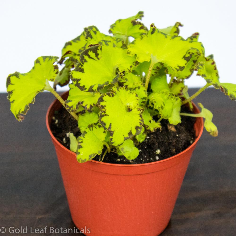 Begonia Rex River Nile - Gold Leaf Botanicals